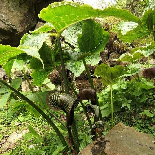 Arisaema griffithii