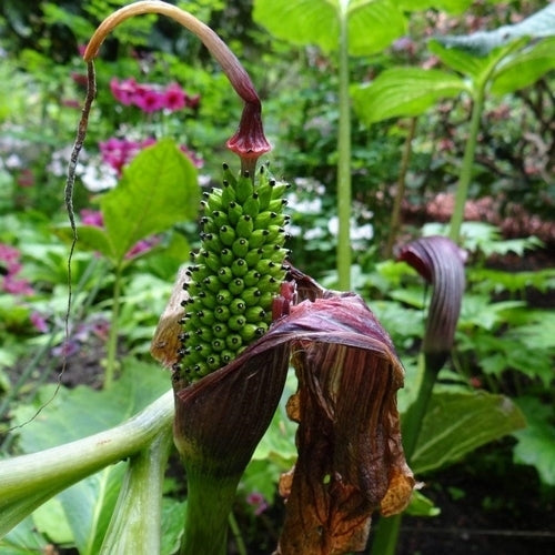 Arisaema griffithii