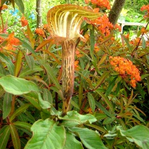 Arisaema nepenthoides