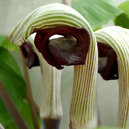 Arisaema ringens 'Purple Form'