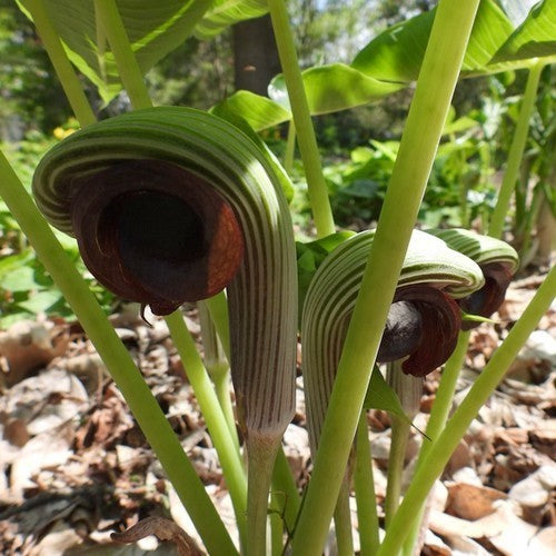 Arisaema ringens 'Purple Form'