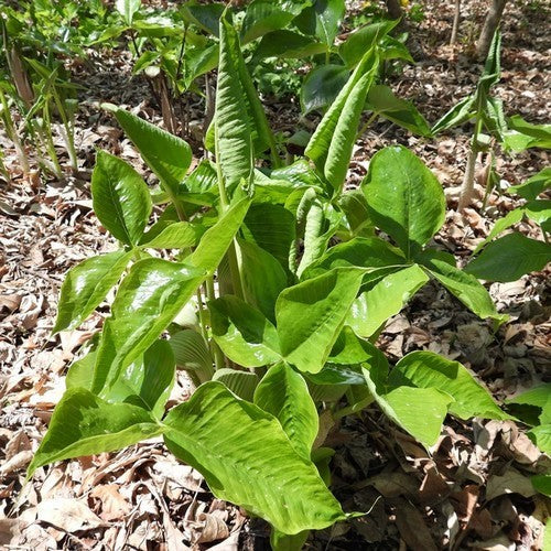Arisaema ringens 'Purple Form'