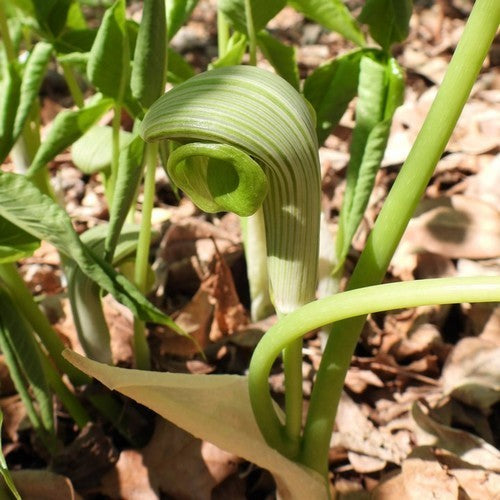 Arisaema ringens 'Purple Form'