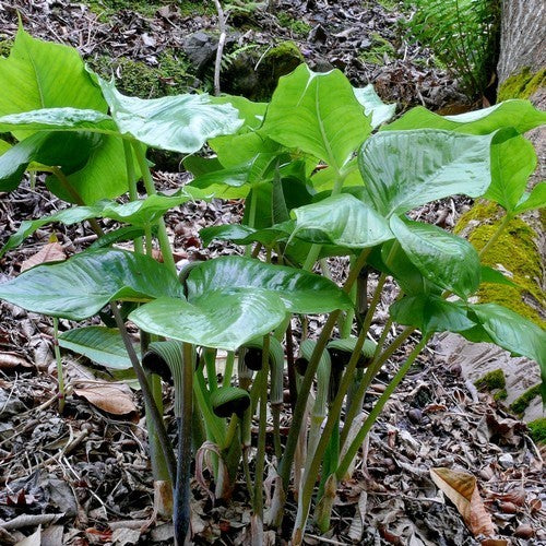 Arisaema ringens 'Purple Form'