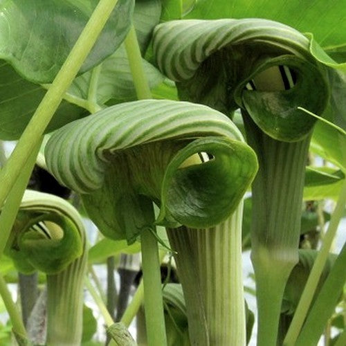 Arisaema ringens 'Green-White Form'