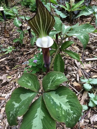 Arisaema sikokianum
