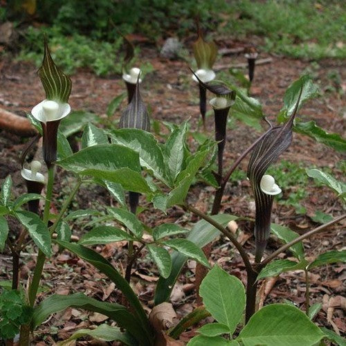Arisaema sikokianum