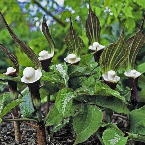 Arisaema sikokianum