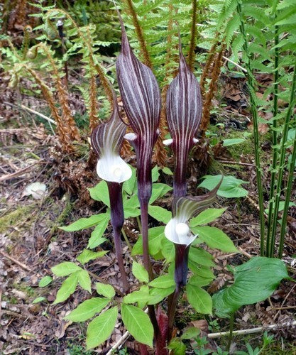 Arisaema sikokianum