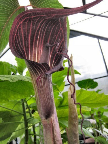 Arisaema speciosum