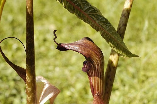 Arisaema speciosum