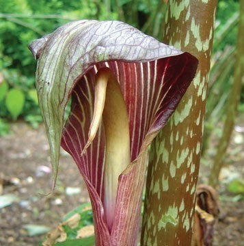 Arisaema speciosum
