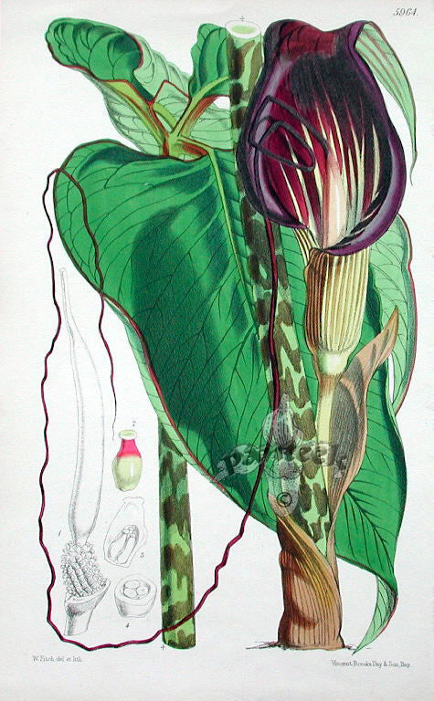 Arisaema speciosum