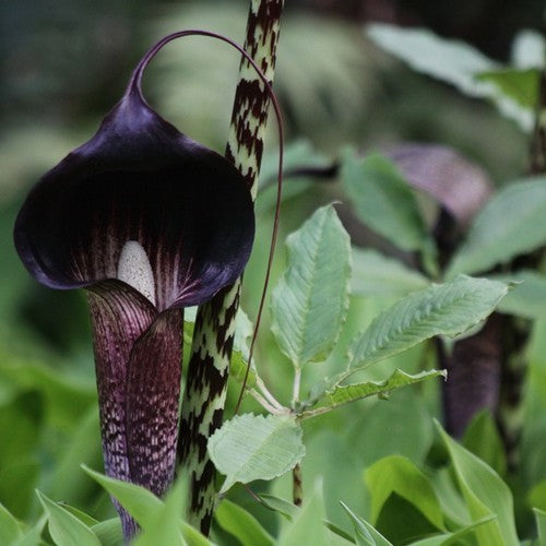 Arisaema taiwanense