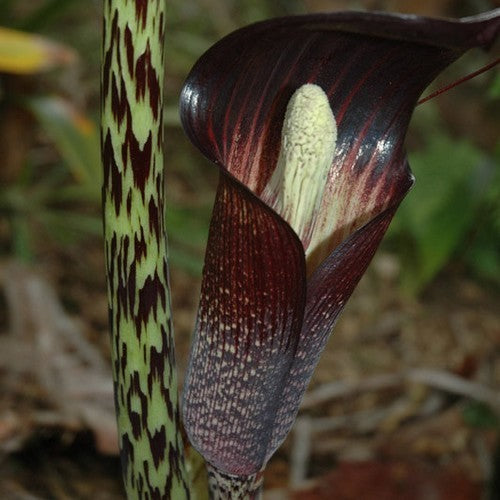 Arisaema taiwanense