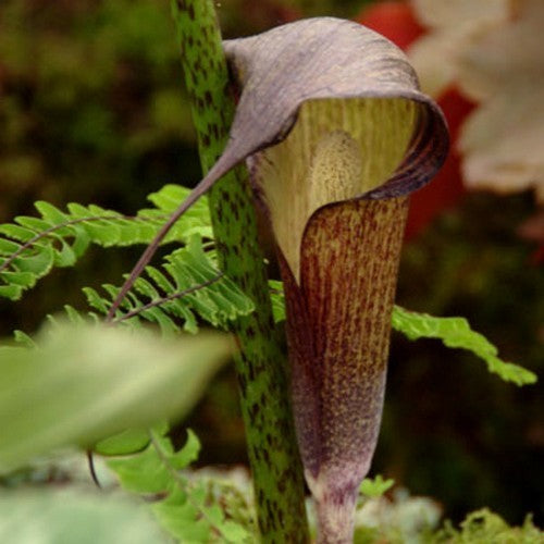 Arisaema taiwanense
