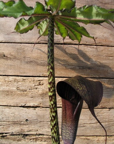 Arisaema taiwanense