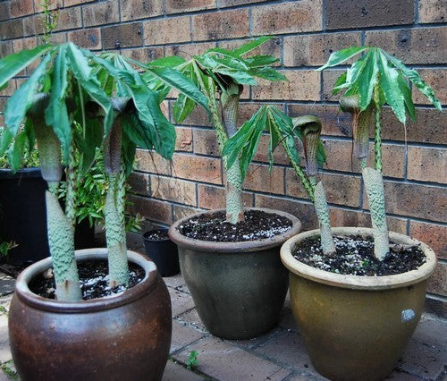 Arisaema taiwanense