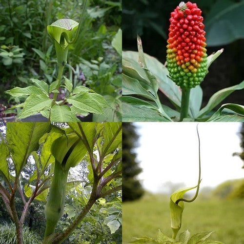 Arisaema tortuosum