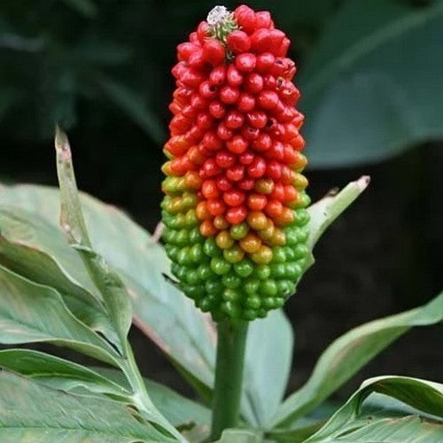 Arisaema tortuosum