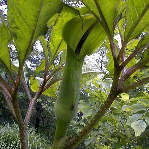 Arisaema tortuosum