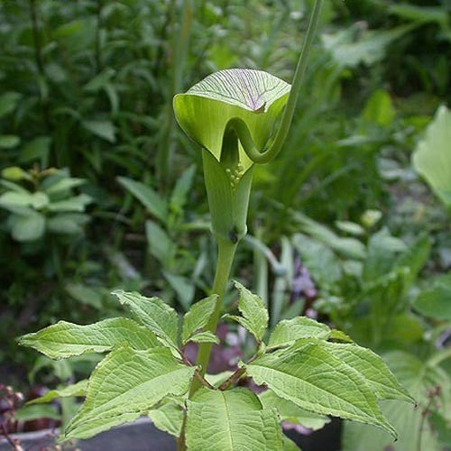 Arisaema tortuosum