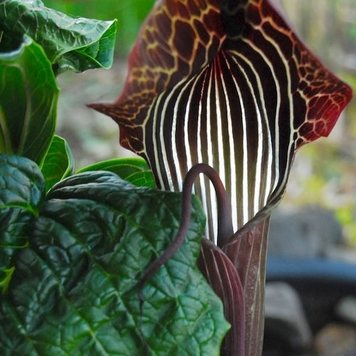 Arisaema utile