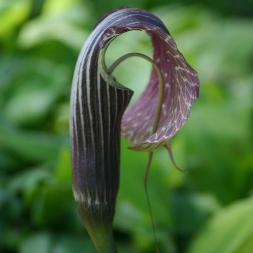 Arisaema utile