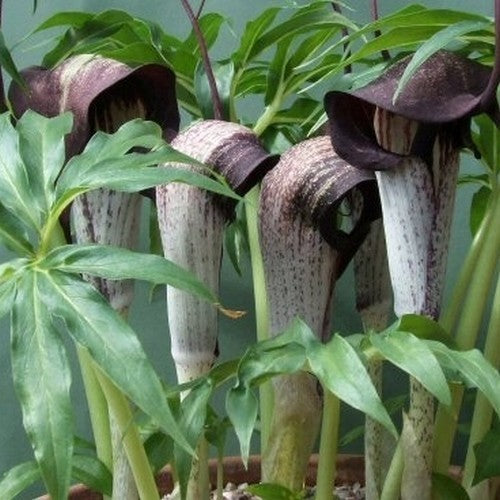 Arisaema urashima
