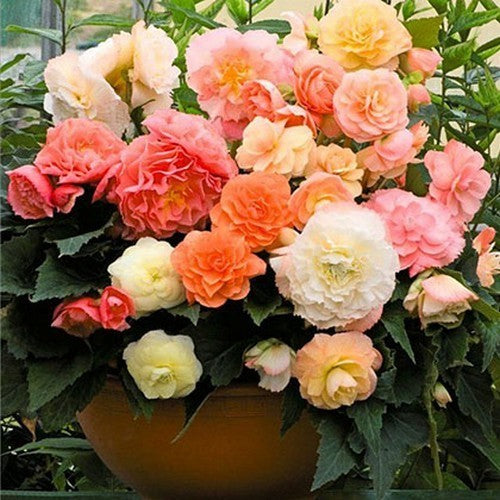 Begonia x tuberhybrida compacta 'Pastel Mix'