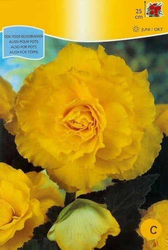 Begonia x tuberhybrida grandiflora 'Yellow'