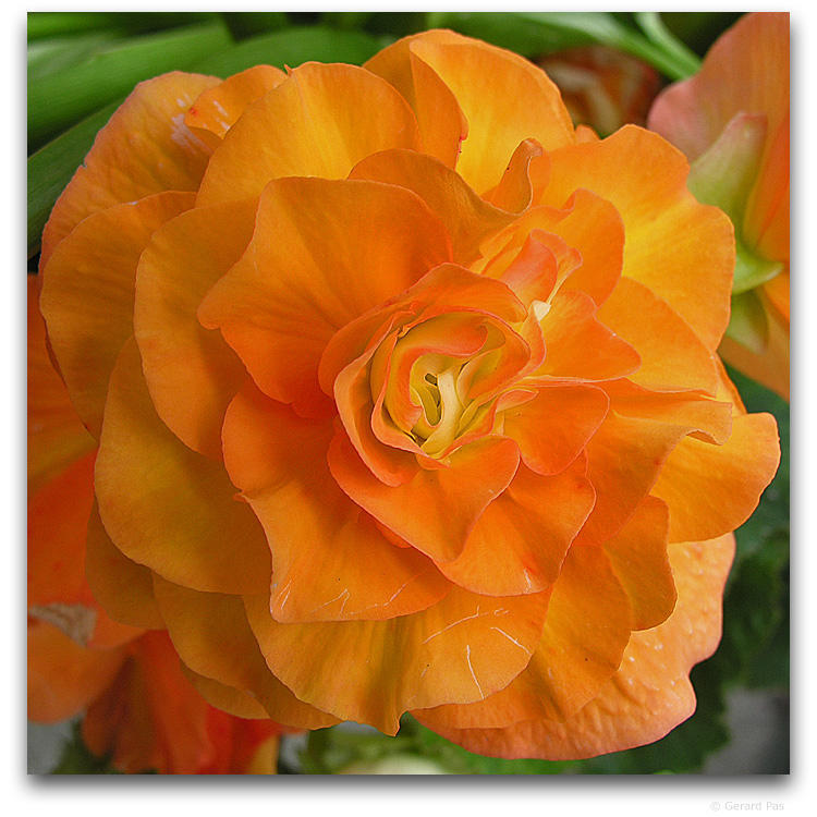 Begonia x tuberhybrida grandiflora 'Orange'