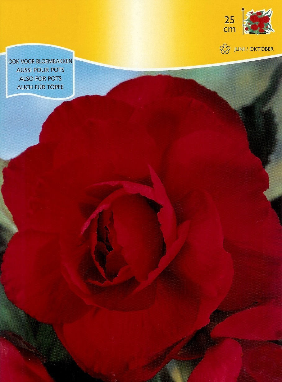 Begonia x tuberhybrida grandiflora 'Red'