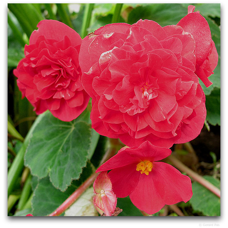 Begonia x tuberhybrida grandiflora 'Pink'