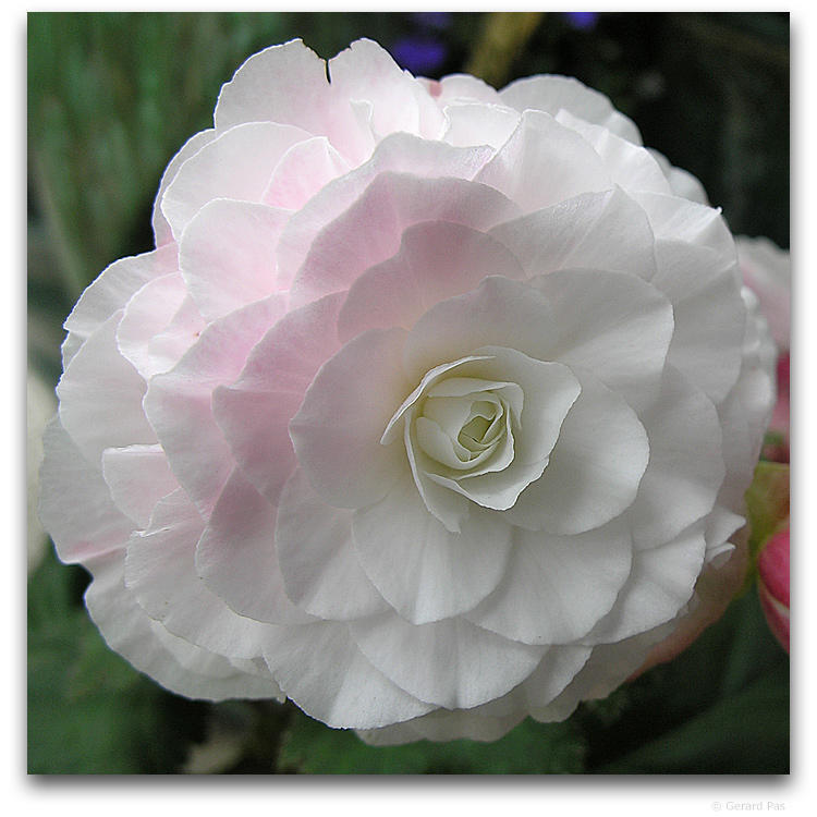 Begonia x tuberhybrida grandiflora 'White'