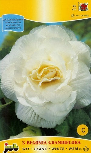 Begonia x tuberhybrida grandiflora 'White'