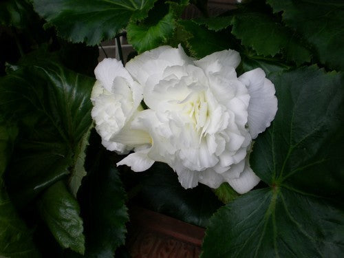 Begonia x tuberhybrida grandiflora 'White'