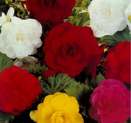 Begonia x tuberhybrida grandiflora 'Mixed'