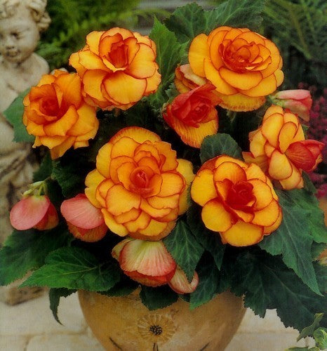 Begonia x tuberhybrida grandiflora 'Picotee Yellow-Red'