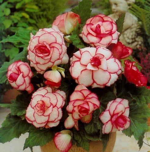 Begonia x tuberhybrida grandiflora 'Picotee White-Red' / 'Ma'