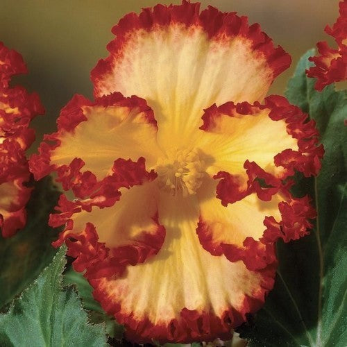Begonia x tuberhybrida grandiflora 'Crispa Marginata'