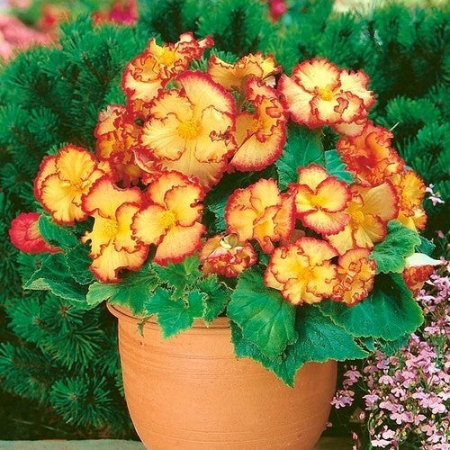 Begonia x tuberhybrida grandiflora 'Crispa Marginata'