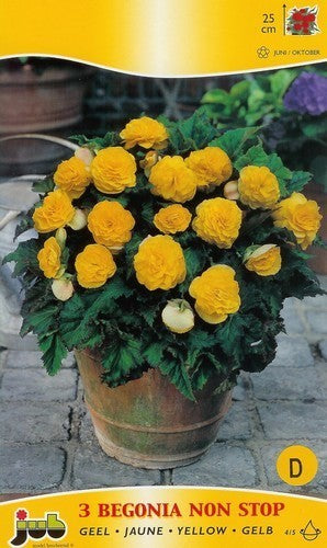 Begonia x tuberhybrida multiflora maxima 'Non Stop Geel'