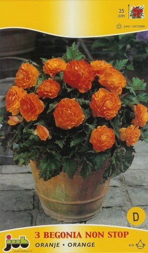 Begonia x tuberhybrida multiflora maxima 'Non Stop Oranje'
