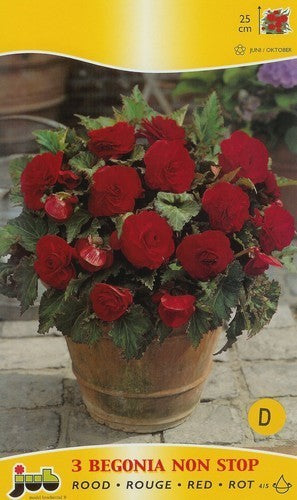 Begonia x tuberhybrida multiflora maxima 'Non Stop Rood'