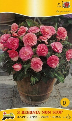 Begonia x tuberhybrida multiflora maxima 'Non Stop Roze'