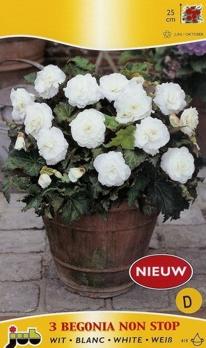 Begonia x tuberhybrida multiflora maxima 'Non Stop Wit'
