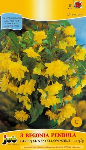 Begonia x tuberhybrida flore-pleno 'Pendula Geel'