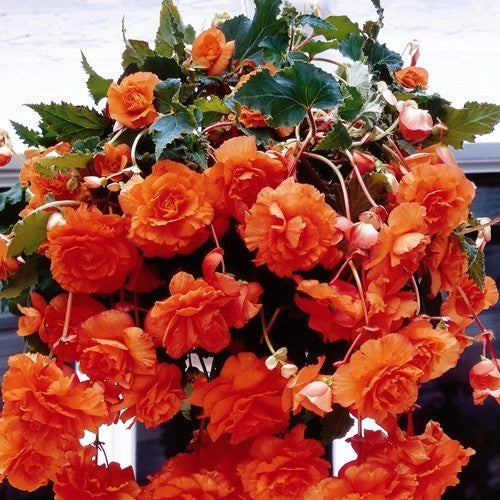 Begonia x tuberhybrida flore-pleno 'Pendula Oranje'