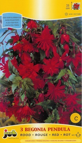 Begonia x tuberhybrida flore-pleno 'Pendula Rood'